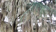 Usnea
