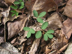 Taenidia integerrima