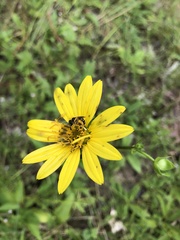 Silphium confertifolium