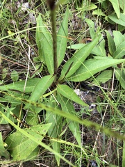 Silphium confertifolium