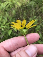 Silphium confertifolium