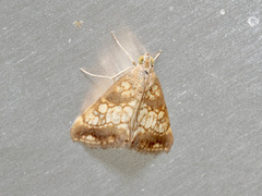 Evergestis politalis