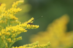 Gasteruption jaculator