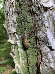 Auritibicen bihamatus