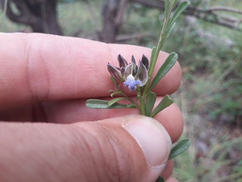 Polygala baumii image