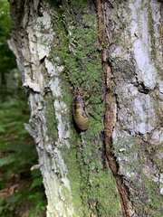 Auritibicen bihamatus