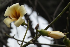 Ceiba chodatii