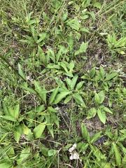 Silphium confertifolium