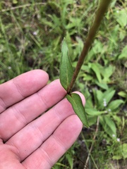 Silphium confertifolium