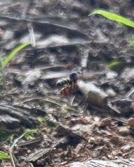 Aphilanthops frigidus