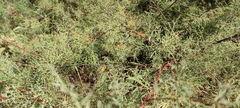Tamarix jordanis