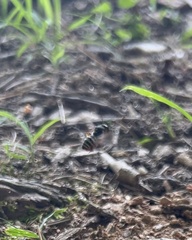 Aphilanthops frigidus