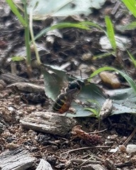 Aphilanthops frigidus