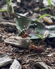 Aphilanthops frigidus