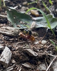 Aphilanthops frigidus