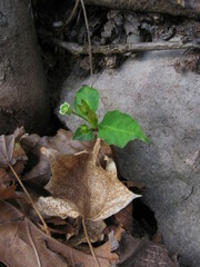 Euphorbia mercurialina