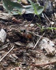 Aphilanthops frigidus