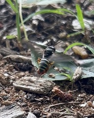 Aphilanthops frigidus