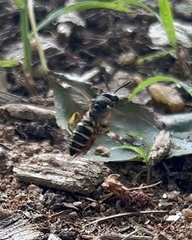 Aphilanthops frigidus