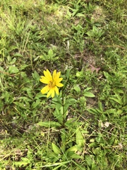 Silphium confertifolium
