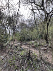 Cissus quadrangularis