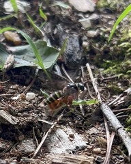 Aphilanthops frigidus