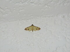 Ategumia ebulealis