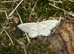 Idaea mediaria