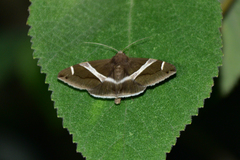 Bastilla arctotaenia