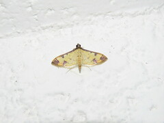 Ategumia ebulealis