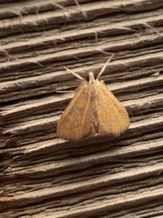 Xanthophysa psychicalis