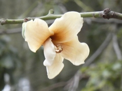 Ceiba chodatii