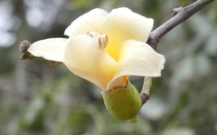 Ceiba chodatii