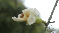 Ceiba chodatii