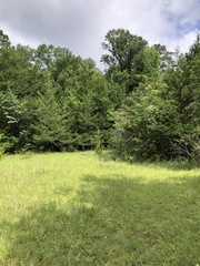 Silphium confertifolium