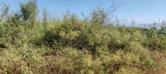 Tamarix jordanis
