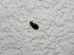 Carabidae