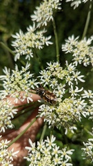 Stratiomys singularior