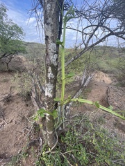 Cissus quadrangularis