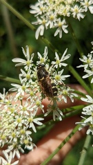 Stratiomys singularior