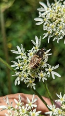 Stratiomys singularior