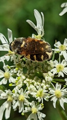 Stratiomys singularior