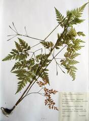 Osmorhiza aristata