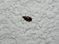 Carabidae