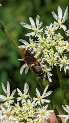 Stratiomys singularior