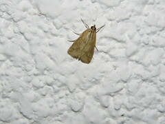 Achyra bifidalis