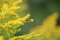 Gasteruption jaculator