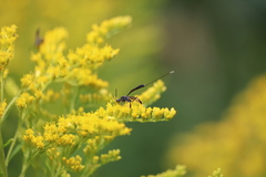 Gasteruption jaculator