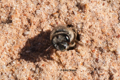 Goniocolletes