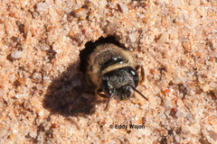Goniocolletes